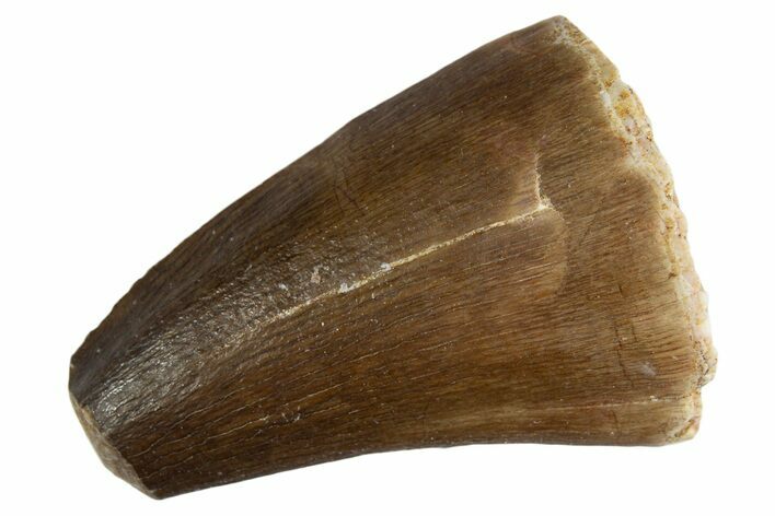 Fossil Prognathodontid Mosasaur Tooth - Feeding Worn Tip #345116